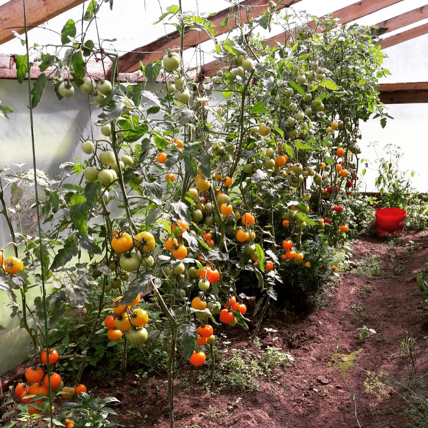 120391346_3591656874225652_125538881473587732_n