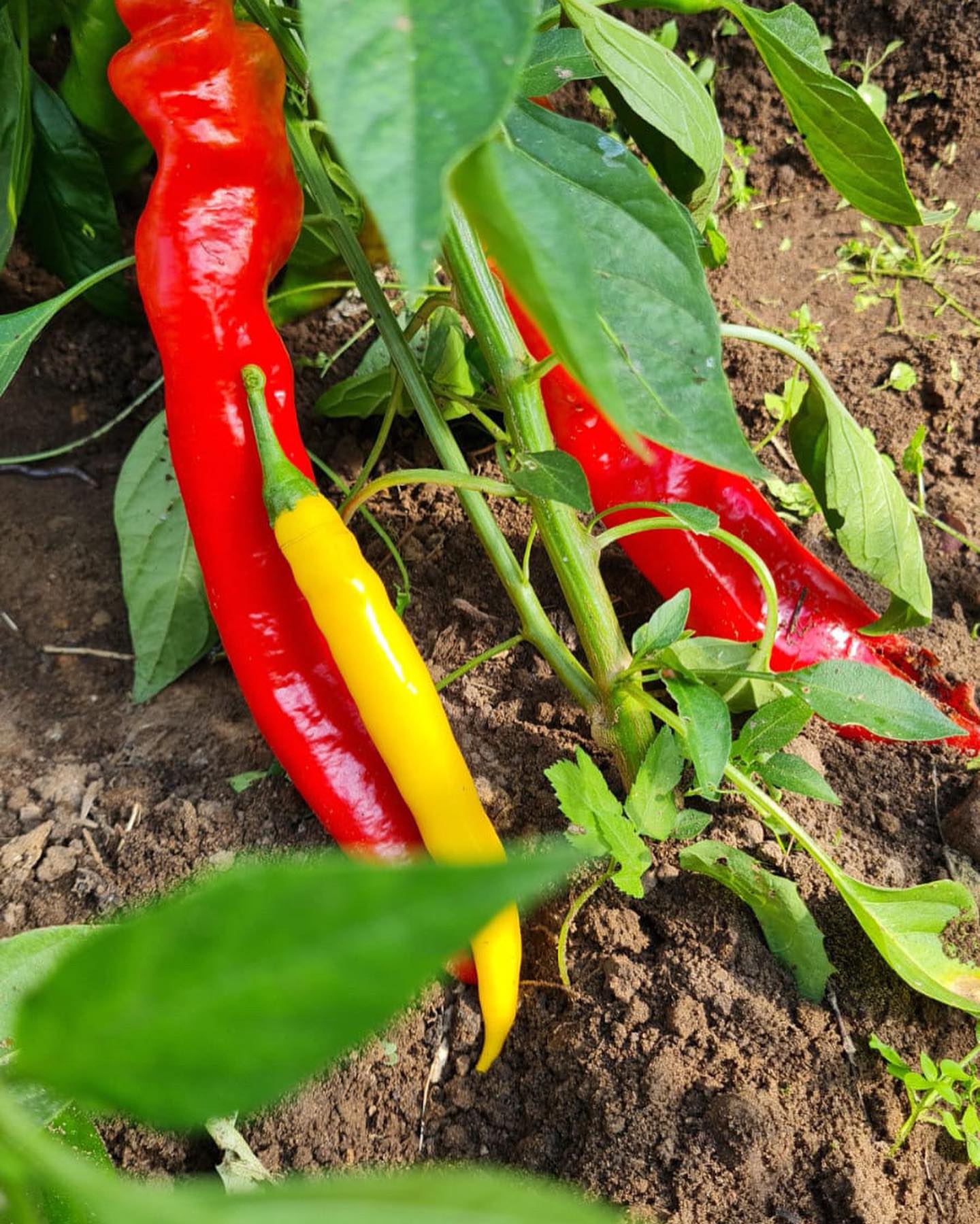 470242262_18079796773597301_4091666013750125357_n